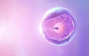 IVF