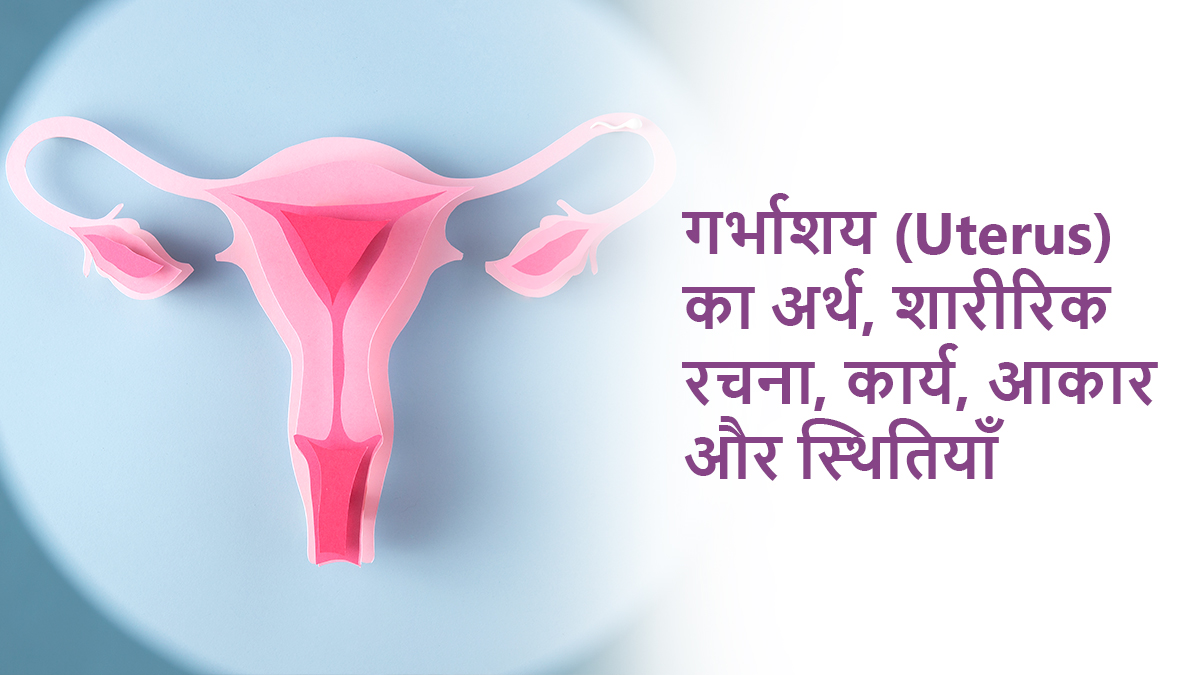 गर्भाशय (Uterus) का अर्थ, शारीरिक रचना, कार्य, आकार और स्थितियाँ