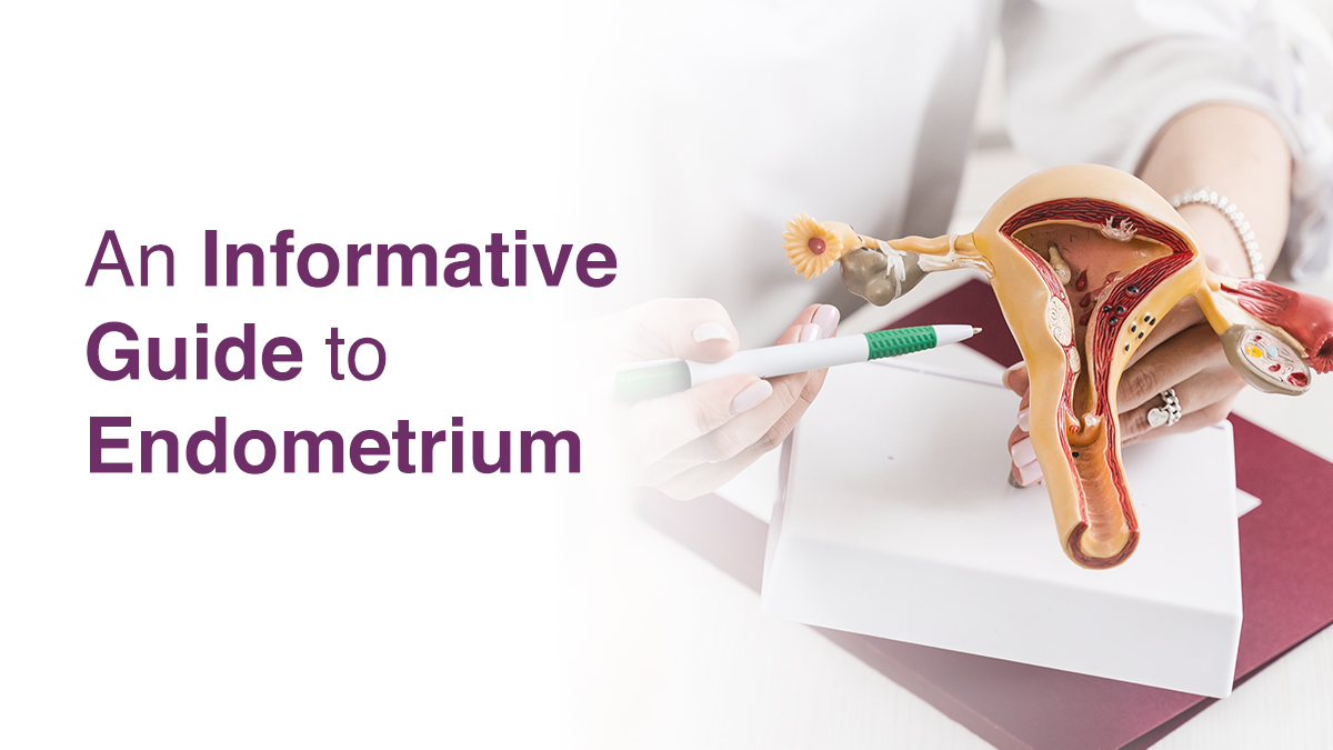 An Informative Guide to Endometrium