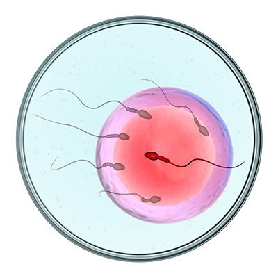 10 Things You Didn’t Know About IVF