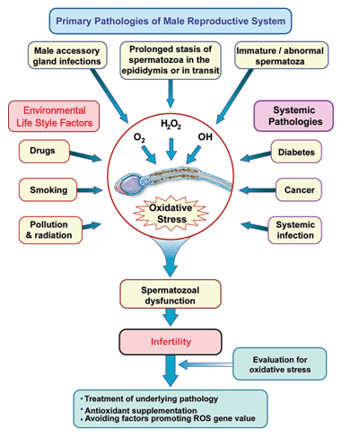 Beta-carotene and male fertility