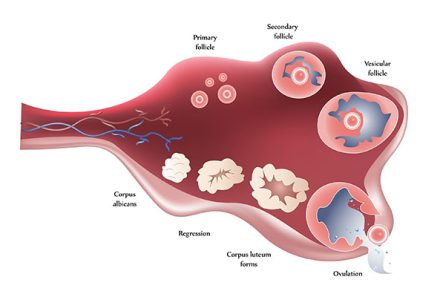 Ovulation Induction can help in achieving one’s parenthood dream