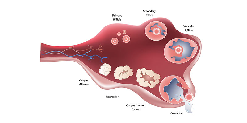 Ovulation Induction can help in achieving one’s parenthood dream