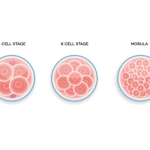 All you Should Know About Embryo Grading and Success Rates