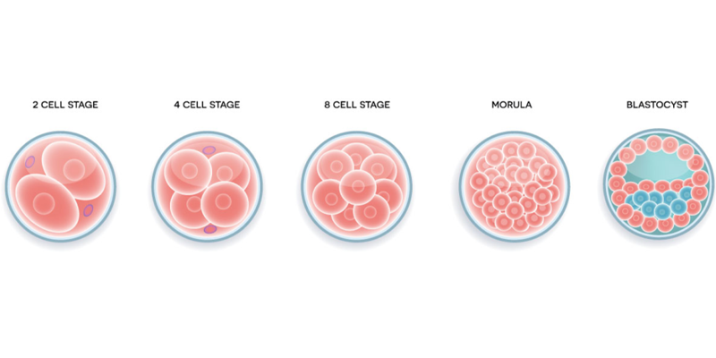 All you Should Know About Embryo Grading and Success Rates