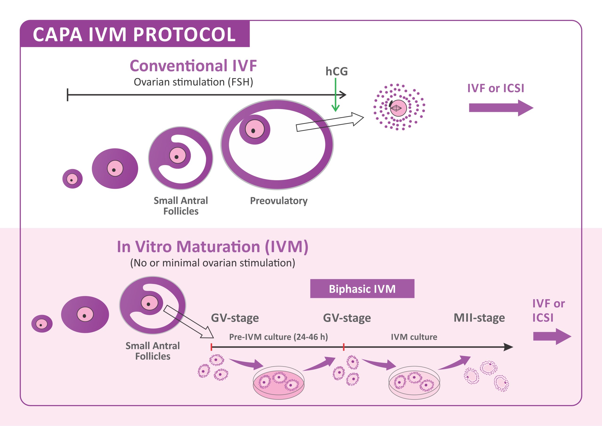 A New DrugFree IVF Treatment CAPAIVM Infertility treatment