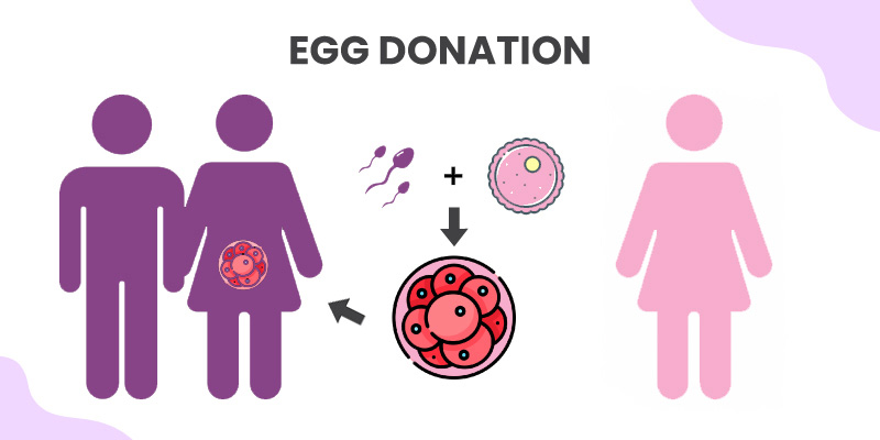 IVF with egg donation process