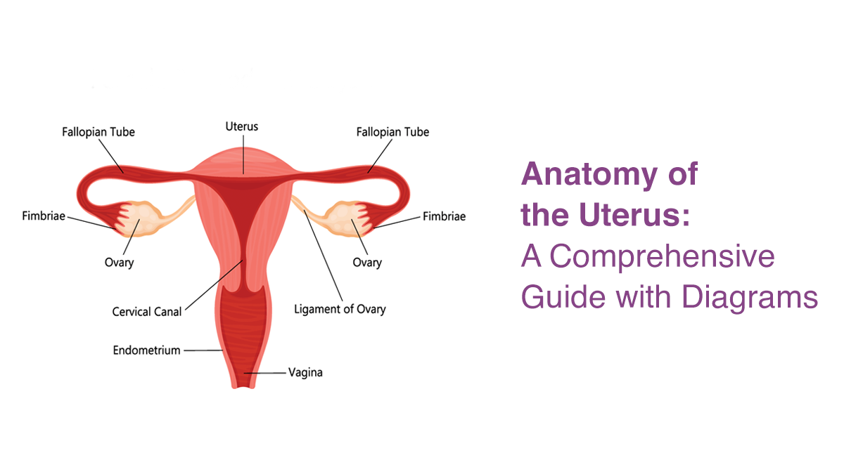 Anatomy of the Uterus: A Comprehensive Guide with Diagrams
