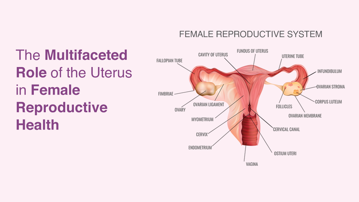 The Multifaceted Role of the Uterus in Female Reproductive Health