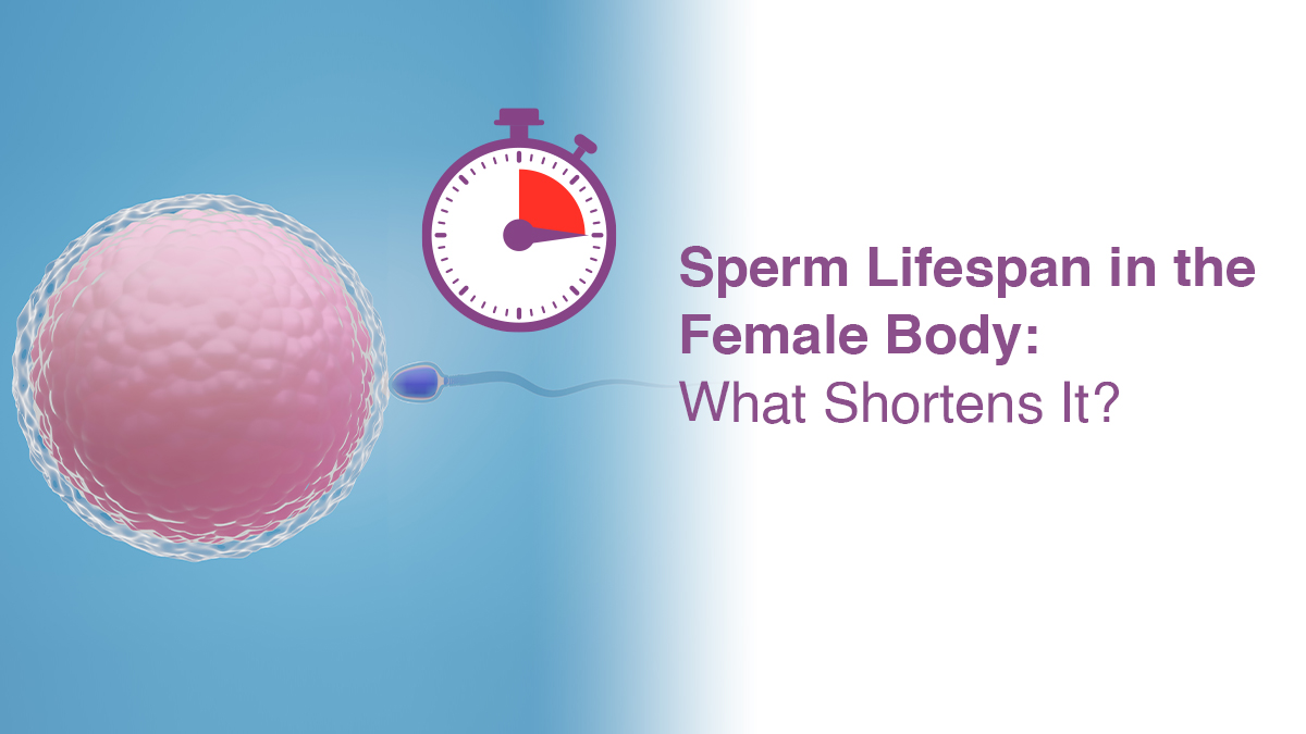 Sperm Lifespan in the Female Body: What Shortens It?