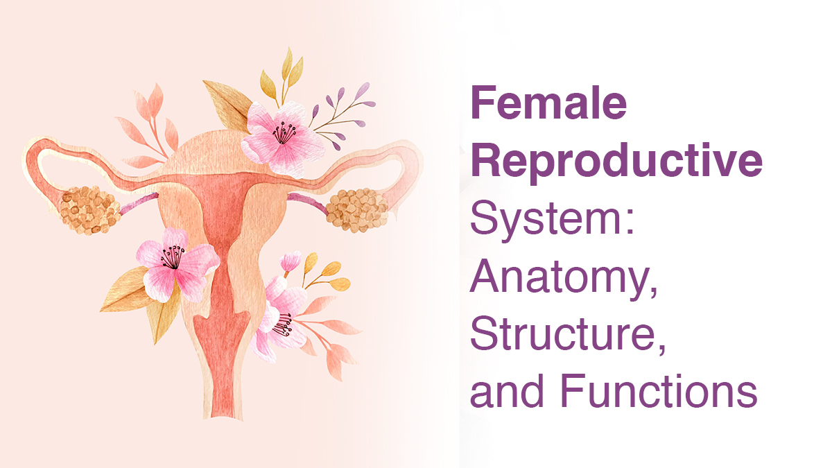 Female Reproductive System: Anatomy, Structure, and Functions